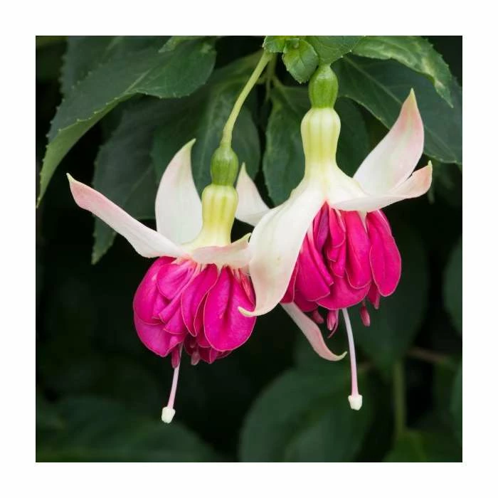 Trailing Fuchsia 'Seventh Heaven' | Pack of 5 Plug Plants - Image 2