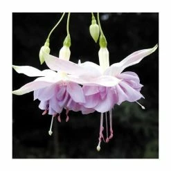 Trailing Fuchsia 'Wendy's Beauty' | Pack of 5 Plug Plants