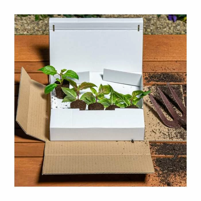 Trailing Fuchsia 'La Campanella' | Pack of 5 Plug Plants - Image 2