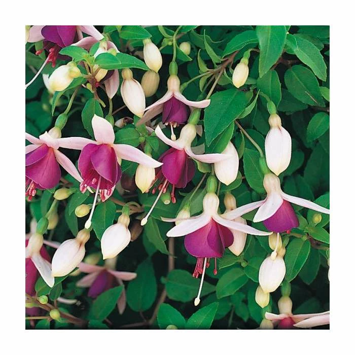 Trailing Fuchsia 'La Campanella' | Pack of 5 Plug Plants