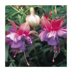 Upright Fuchsia 'Winston Churchill' | Pack of 5 Plug Plants