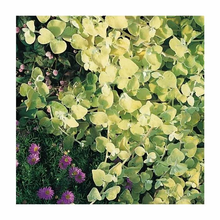 Helichrysum 'Golden' | Pack of 5 Plug Plants