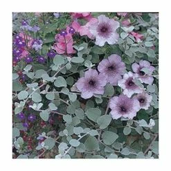 Helichrysum 'Silver' | Pack of 5 Plug Plants