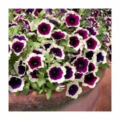 Petunia Cascadia™ 'Rim Magenta' | Bedding | 5 x Large Plugs