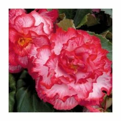 Begonia 'Majestic White Pink Picotee' | Perennials | Pack of 5 Large Premium Plug Plants