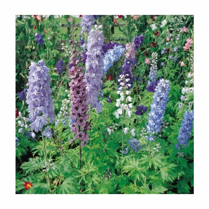 Delphinium elatum Magic Fountains 'Cherry Blossum with White Bee' | Perennial | 5 x Large Plugs - Image 2