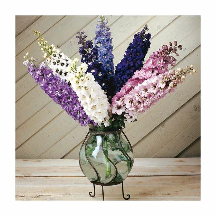 Delphinium elatum Magic Fountains 'Cherry Blossum with White Bee' | Perennial | 5 x Large Plugs - Image 3