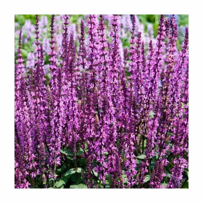 Salvia nemorosa 'Sensation Rose' | Pack of 5 Plug Plants - Image 2