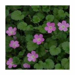 Storksbill | Erodium x variabile 'The Bishop's Form' | 2L Pot