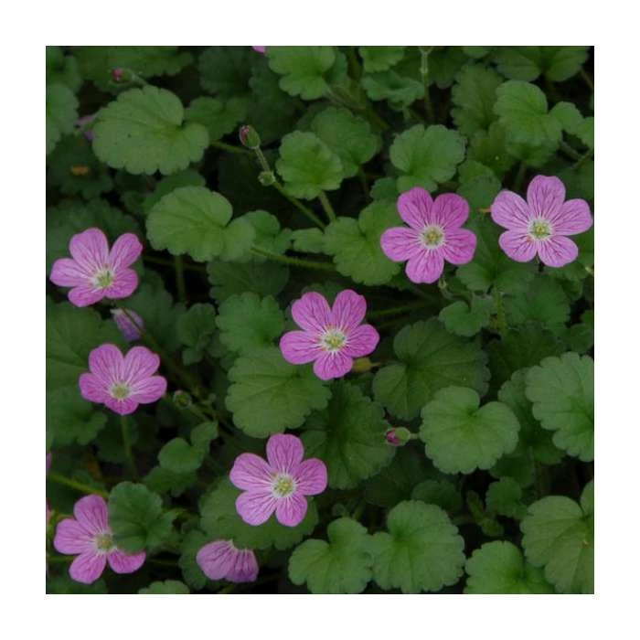 Storksbill | Erodium x variabile 'The Bishop's Form' | 2L Pot