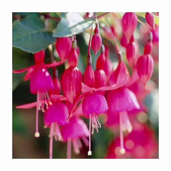 Fuchsia 'Beacon' | 3L Pot