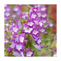 Penstemon 'Phoenix Violet' | 3L Pot
