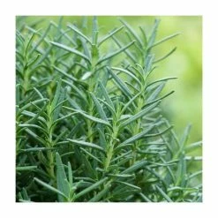 Rosmarinus 'Barbeque' | Rosemary | 3L Pot