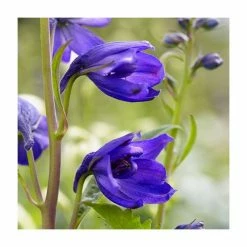 Delphinium 'Magic Fountain Dark Blue Black Bee'