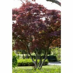 Acer palmatum 'Atropurpureum' | Japanese Maple Tree