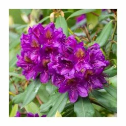 2ft Rhododendron 'Marcel Menard' | 7.5L Pot