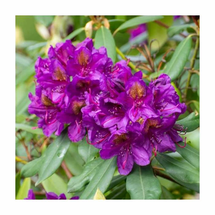 2ft Rhododendron 'Marcel Menard' | 7.5L Pot