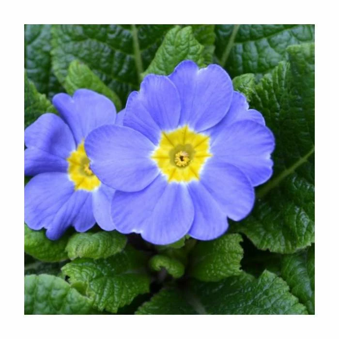 Yellow Ceramic Watering Can with Primrose Plants - Image 2
