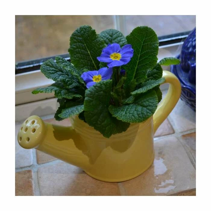 Yellow Ceramic Watering Can with Primrose Plants - Image 3