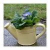 Yellow Ceramic Watering Can with Primrose Plants