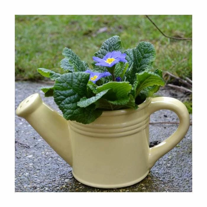 Yellow Ceramic Watering Can with Primrose Plants