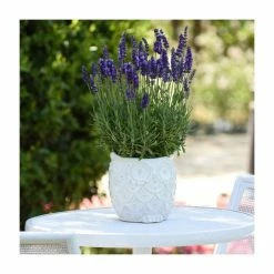 Lavandula 'Blue Spear' | 20 Pack | Garden Ready Bedding