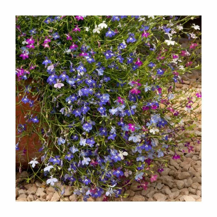 Lobelia 'Wonderfall' Mix | 20 Pack | Garden Ready Bedding - Image 2