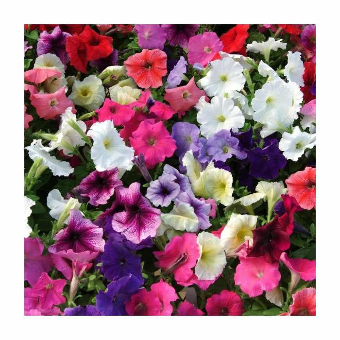 Petunia 'Frenzy' Mix | 20 Pack | Garden Ready Bedding - Image 2