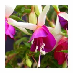 Fuchsia 'Auntie Jinks' | 10.5cm Pot