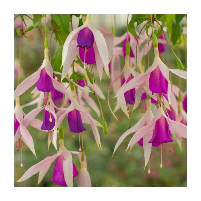 Fuchsia 'Carmel Blue' | 10.5cm Pot - Image 2