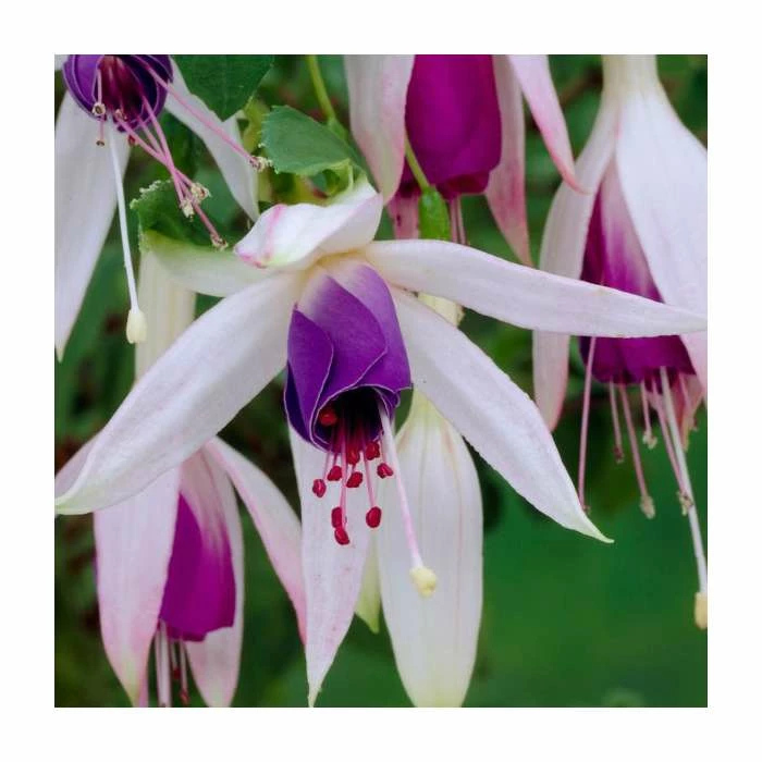 Fuchsia 'Carmel Blue' | 10.5cm Pot