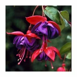 Fuchsia 'Dark Eyes' | 10.5cm Pot