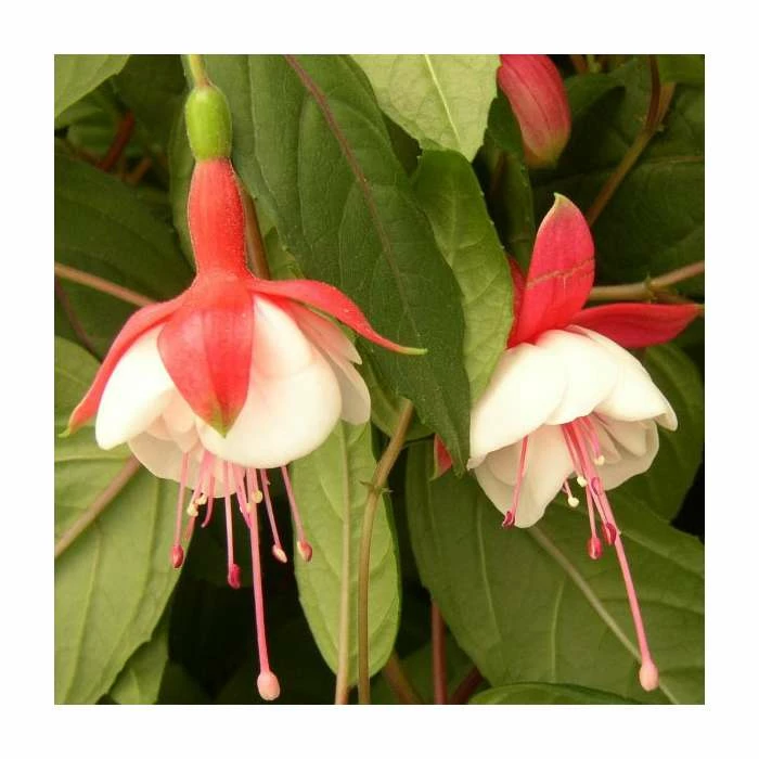 Fuchsia 'Heri Mochara' | 10.5cm Pot - Image 2