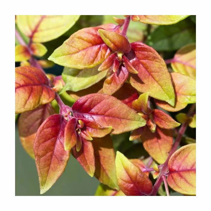 Fuchsia 'Autumnale' | 10.5cm Pot - Image 2