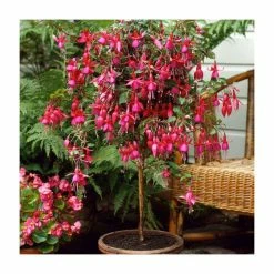 Fuchsia 'Autumnale' | 10.5cm Pot