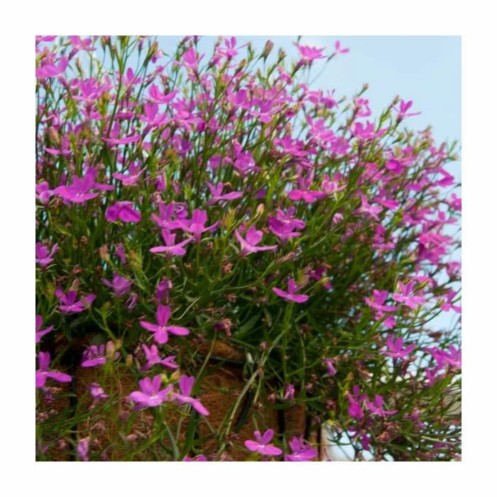 Lobelia 'Purple Star' | 9cm Pot - Image 2