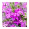 Lobelia 'Purple Star' | 9cm Pot