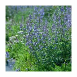 Nepeta | 9cm Pot