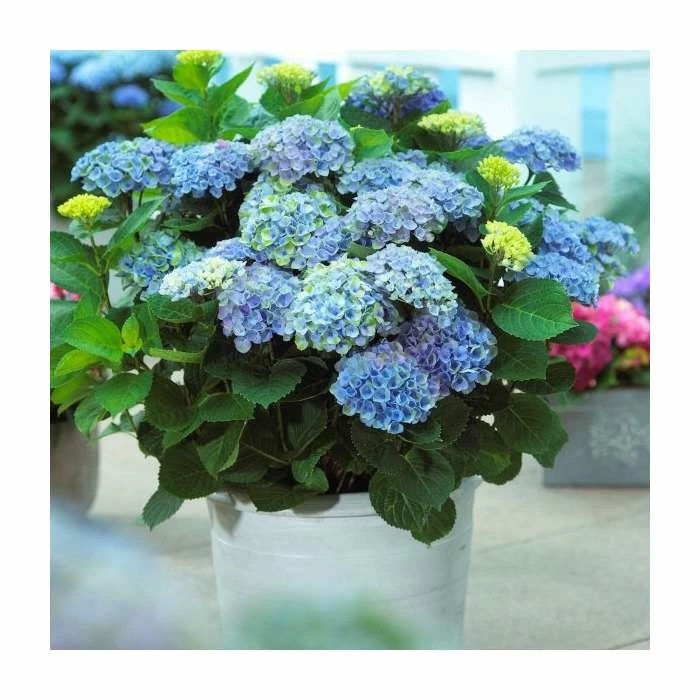 Hydrangea Magical Revolution 'Blue' | 5L Pot - Image 2