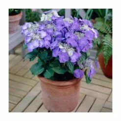 40cm Hydrangea macrophylla 'Teller Blue' | 5L Pot
