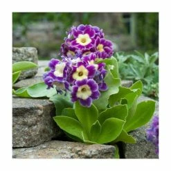 Primula x pubescens | Garden Auricula | 10.5cm Pot