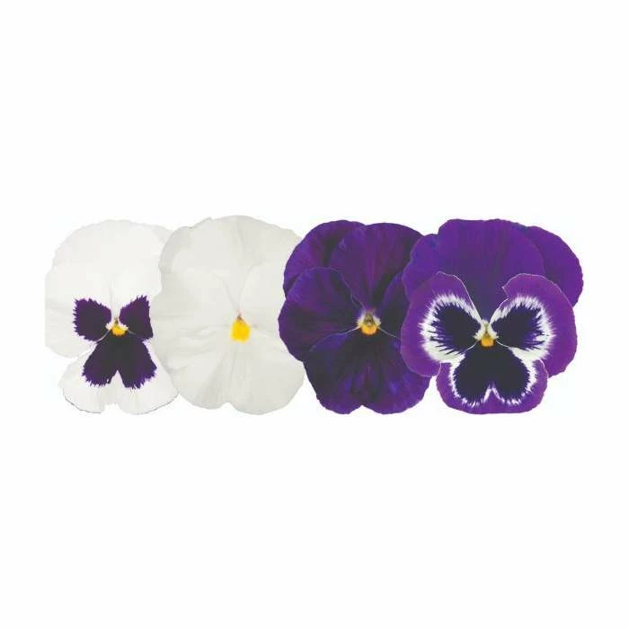 Viola 'Blueberry Pie' Mix | 3 x 10.5cm Pots - Image 2