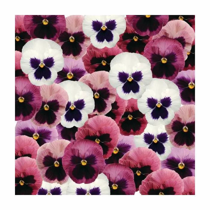 Viola 'Cool Pink' Mix | 3 x 10.5cm Pots