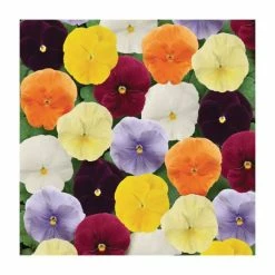 Viola 'Clear' Mix | 3 x 10.5cm Pots