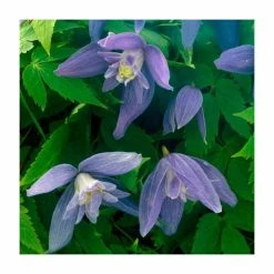 50-90cm Clematis Alpina 'Blue Dancer' | 3L Pot
