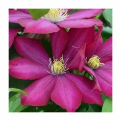 50-90cm Clematis 'Bourbon' | 3L Pot