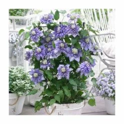 50-90cm Clematis 'Diamentina' | 3L Pot