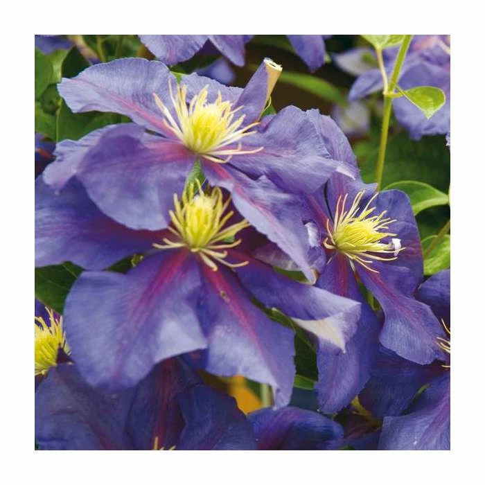 50-90cm Clematis 'General Sikorski' | 3L Pot - Image 3