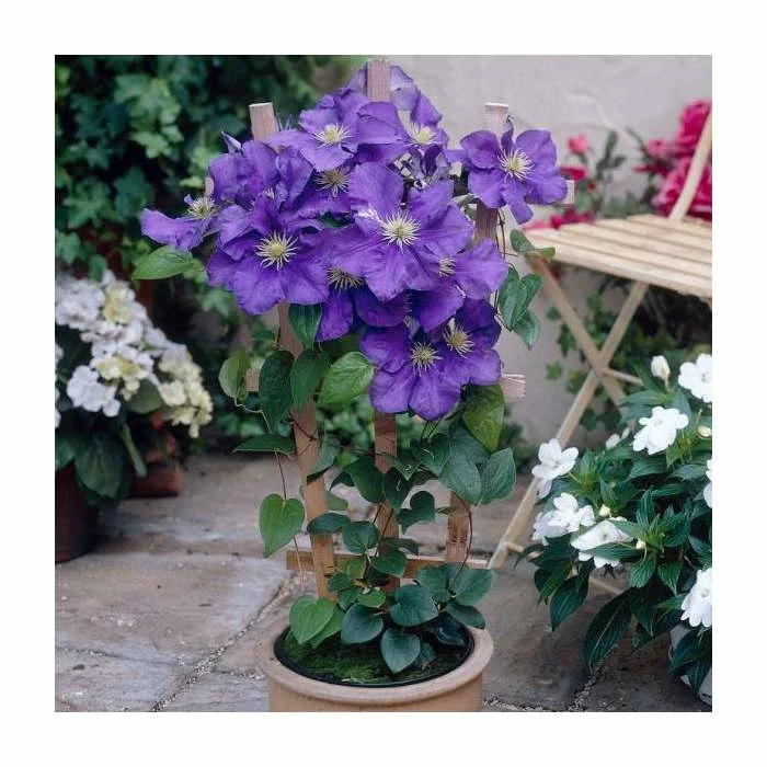 50-90cm Clematis 'General Sikorski' | 3L Pot - Image 2