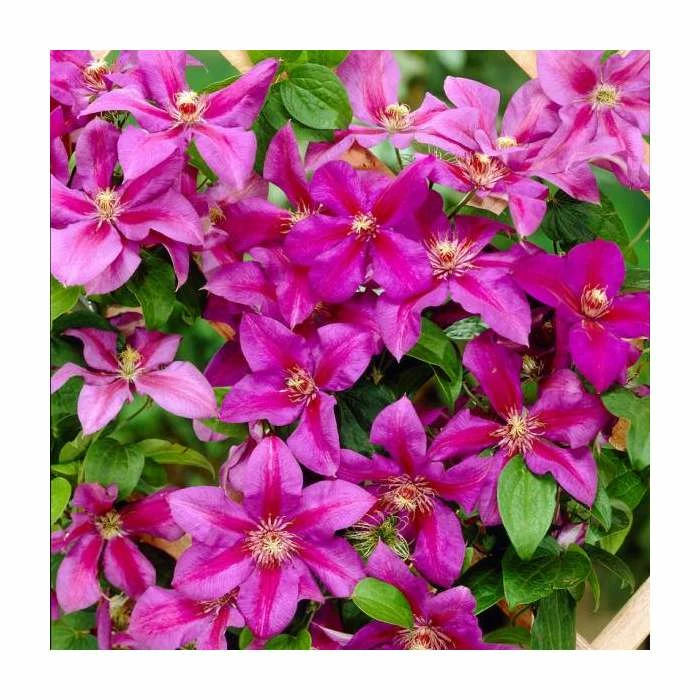50-90cm Clematis 'Mrs N Thompson' | 3L Pot - Image 2